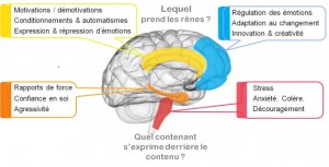 CERVEAU-ANC-650x326 (2) TOP QUALITE